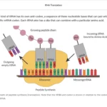 An example of course materials on RNA translation.