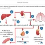 An example of course materials on maintaining homeostasis.