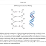 An example of course materials on nucleic acid.