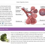 An example of course materials on Human Respiratory System.